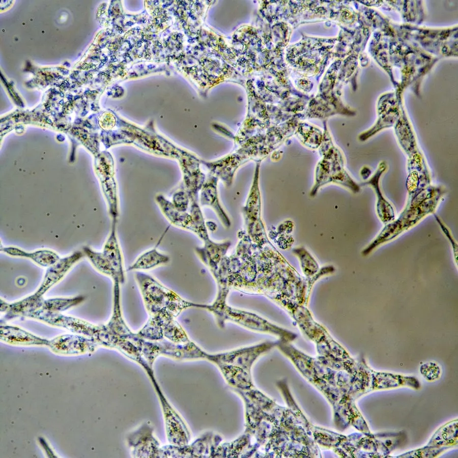 Show 1382: What You Need to Know About Prostate Cancer